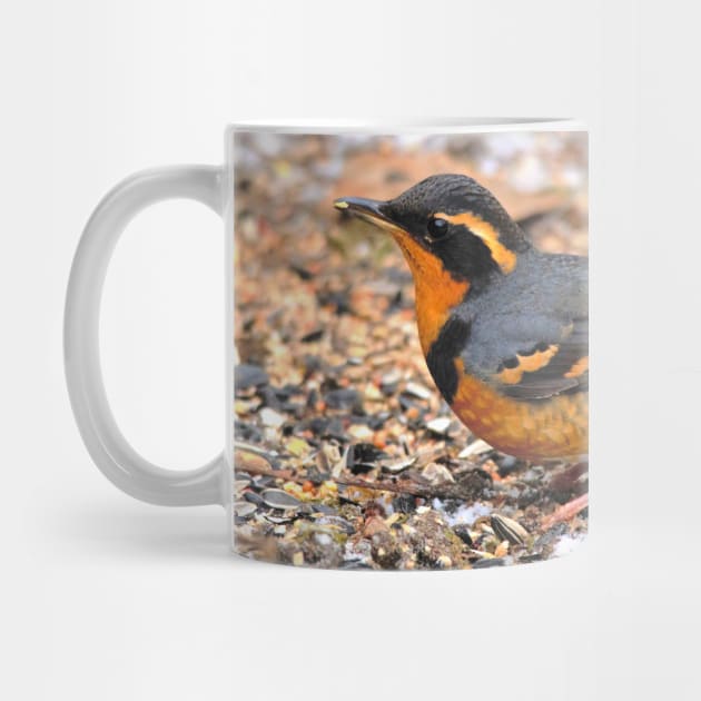 Handsome Male Varied Thrush Songbird Amid Snow and Seed by walkswithnature